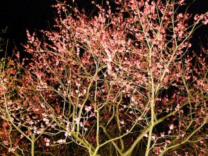 なばなの里2012-2013 梅の花